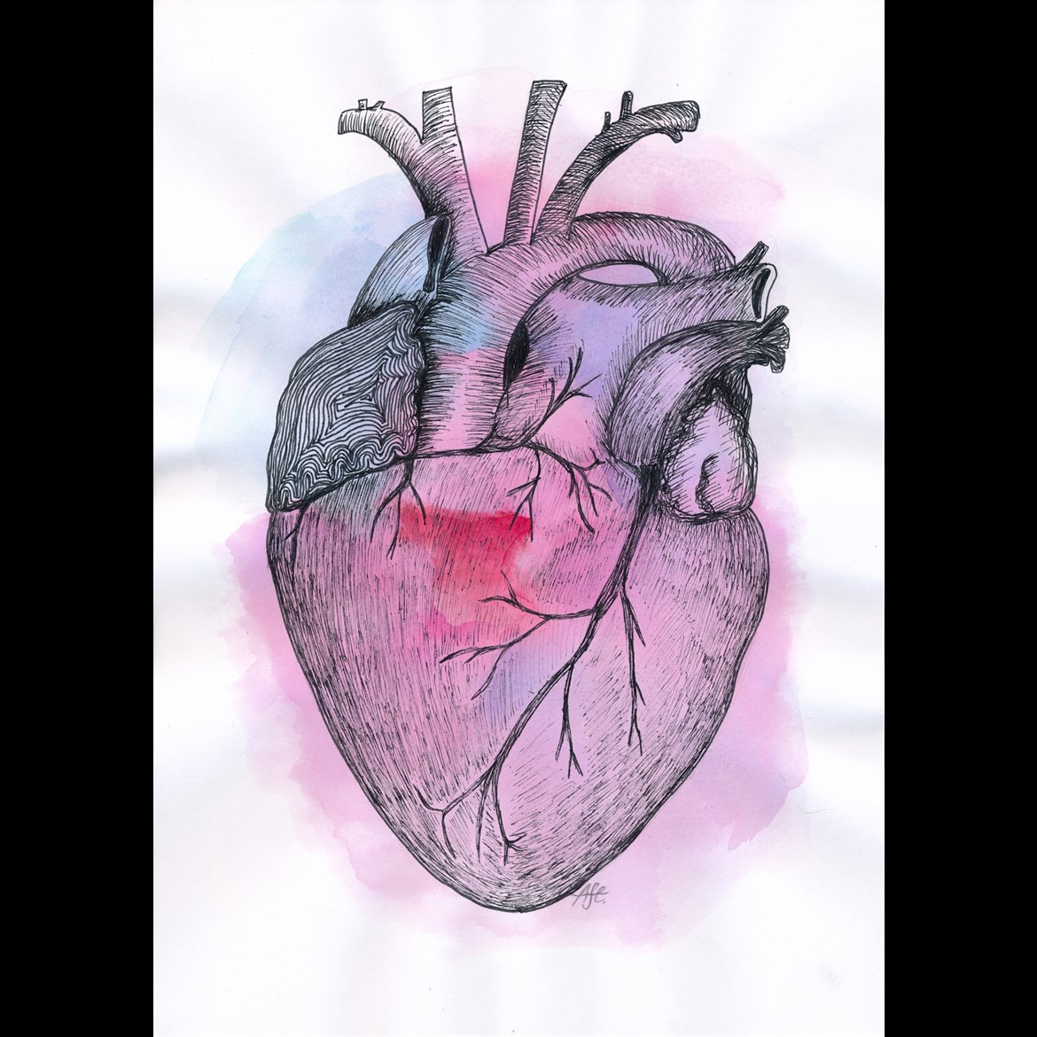 Anatomie srdce